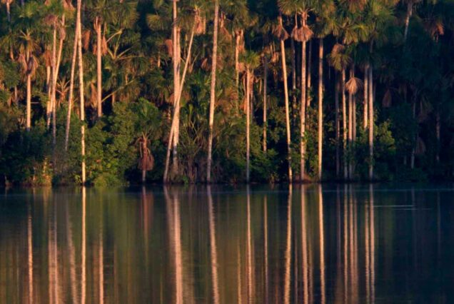 Chuncho Macaw Clay Lick – Sandoval Lake tour 3-Days