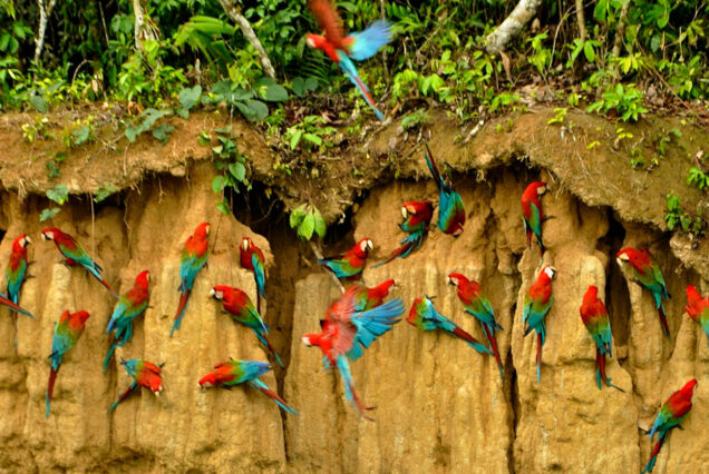 Chuncho Macaw Clay Lick - Treehouse – 4 Days / 3 Nights